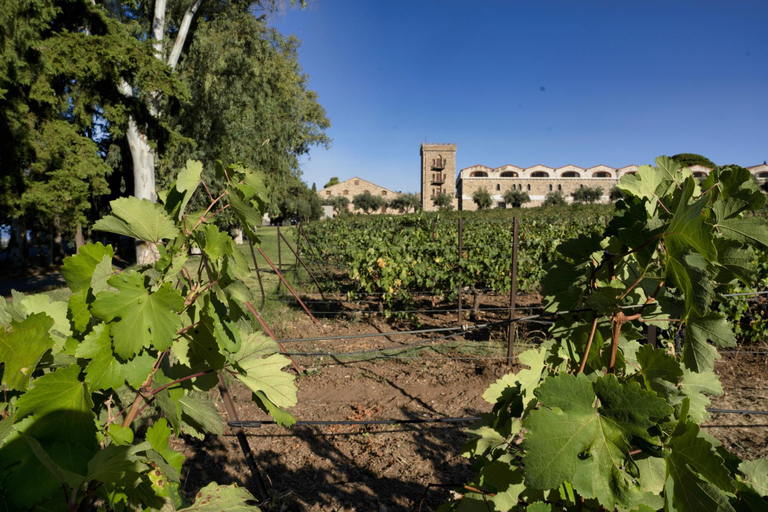 Patras: City Tour with Optional Visits and Wine Tasting