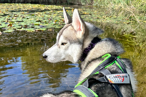 Husky Erlebniswanderung AlthütteCaminhada com a experiência do Husky