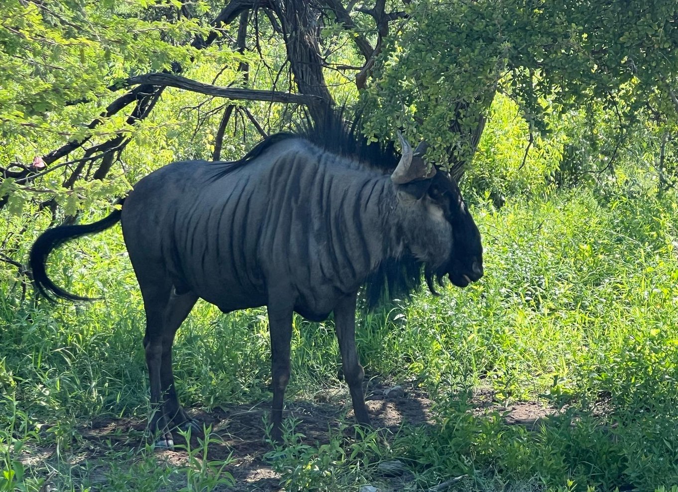 Etosha Nationalpark: Heldags eller halvdags game drive