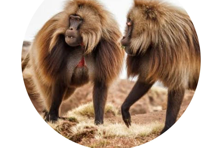 Z Gondaru: 4-dniowa wycieczka trekkingowa w góry Simien