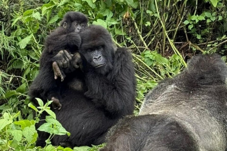 Rwanda 2-day Gorilla Trekking & Dian Fossey Tomb Visit