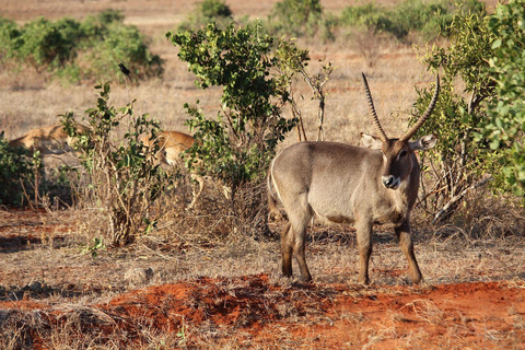 Mombasa: Übernachtungssafari nach Tsavo Ost vom Diani Beach aus