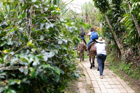 Medellin : Visite du café, arrivée à cheval et canne à sucre