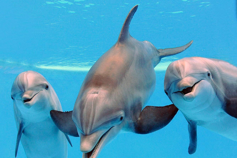 Kizimkazi Snorkeling and Dolphin full-day tour with BBQ Private Tour (All inclusive)