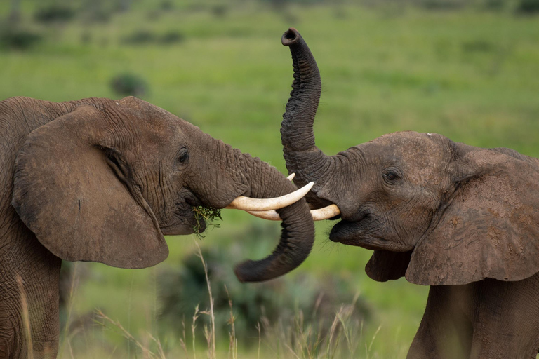Our 5-Day Tanzania Safari – Group Sharing Safari From Arusha
