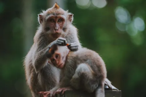 Ubud: Monkey Forest, Tegenungan Waterfall, and Rice Terraces