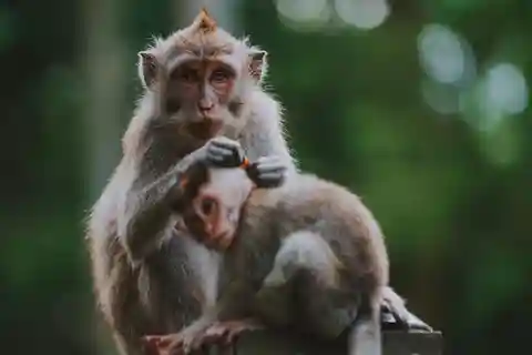 Ubud: Floresta dos Macacos, Cachoeira Tegenungan e Terraços de Arroz