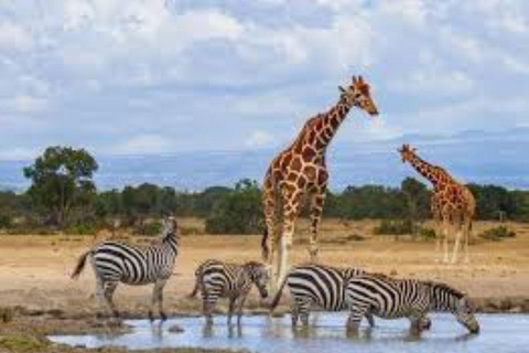 Day Tour to Tsavo East National Park