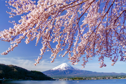 Tokyo:Cherry Blossom Mt Fuji & Shibazakura Festival Day Trip 07:30 Pick&Drop from Hotel/BnB