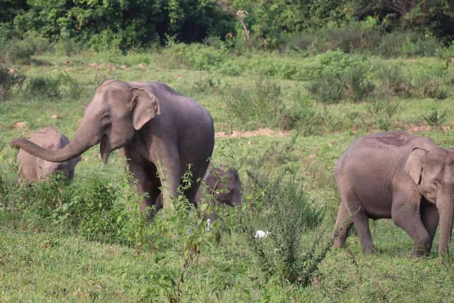 Cincinnati: Cincinnati Zoo Admission Ticket. Foto: GetYourGuide