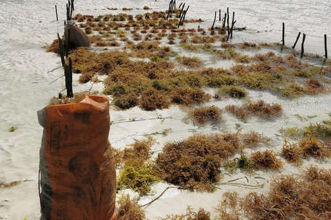 زنجبار: جولة في قرية متندي ومركز الأعشاب البحرية مع خدمة الاستلام