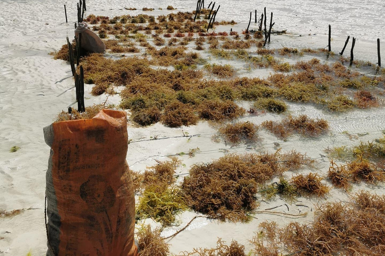 زنجبار: جولة في قرية متندي ومركز الأعشاب البحرية مع خدمة الاستلام