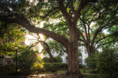 Savannah: Deathly Debutantes wandeltour met gidsSavannah: rondleiding &#039;Deathly Debutantes&#039; met gids