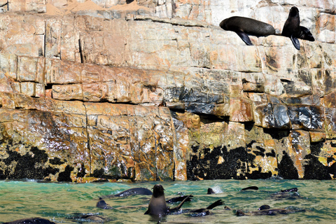 Plettenberg Bay: Seal Colony Viewing Excursion