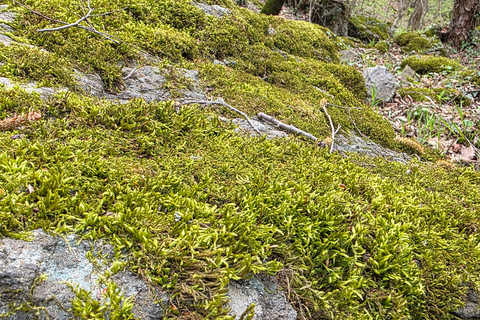 Hiking the Secret Rkoni: Historic Path & Forest Picnic