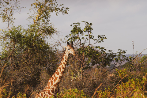 Zanzibar: safari a Saadani e fauna selvatica sull'oceano con voloDa Zanzibar: safari a Saadani in traghetto e ritorno in volo