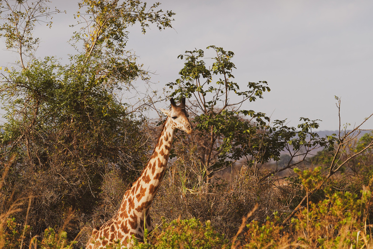 Zanzibar: safari a Saadani e fauna selvatica sull'oceano con voloDa Zanzibar: safari a Saadani in traghetto e ritorno in volo