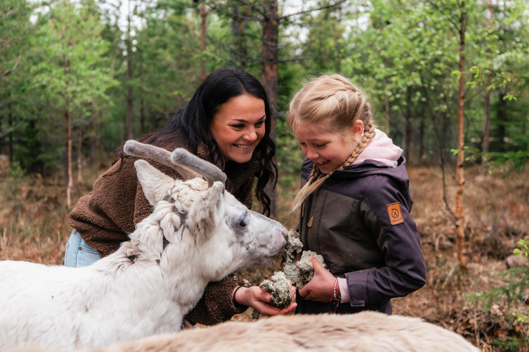 Rovaniemi: Taava Reindeer Farm Visit & Sleigh Ride