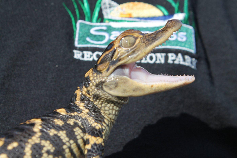 Miami Combo: Everglades Adventure and Sightseeing Tour Combo - Downtown Miami pickup