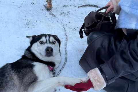 Levi: 1.5 km Thrilling Husky Sled Ride 1.5 km Thrilling Husky Sled Ride