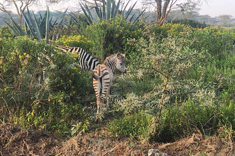 Nairobi: Lake Naivasha & Hell’s Gate National Park Day Trip