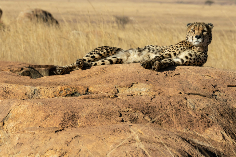Udaipur to Jodhpur: Ranakpur Temple & Leopard Safari Tour