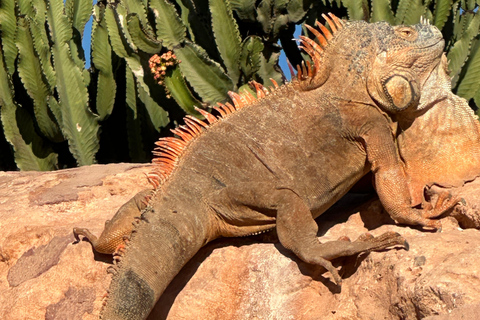 Agadir: Goats on Trees & Crocoparc Tour Goats on Trees & Crocoparc – Entry Ticket Included
