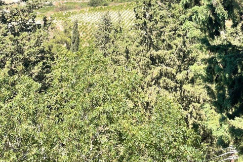 Paphos: Wine and Halloumi Tasting Tour with Pickup