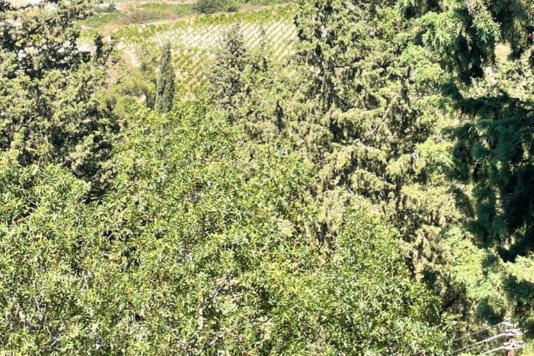 Paphos: Wine and Halloumi Tasting Tour with Pickup