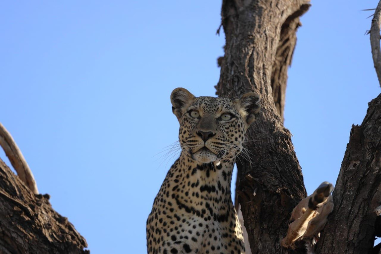 Masai Mara: Safari de 7 dias com passeios de caça e de barco