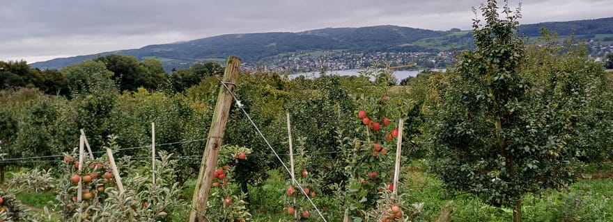 Lac de Constance : randonnée sur les traces d'Hermann Hesse
