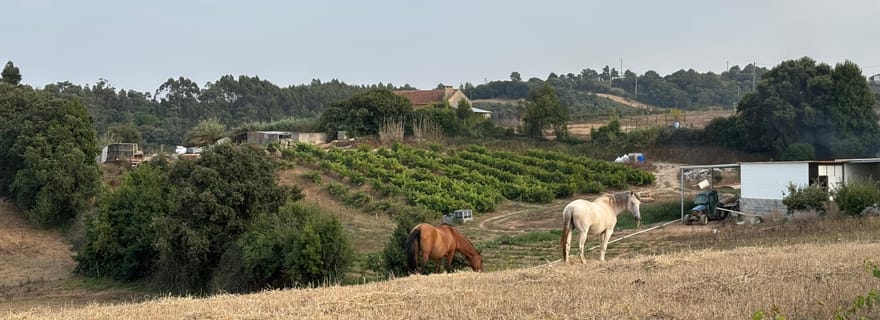 Aventures à Óbidos : visites à pied au-delà des remparts du château