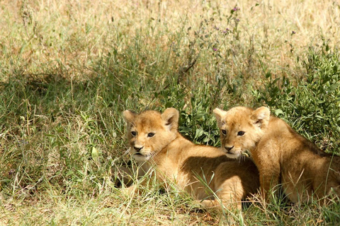 Arusha: 2-Day Lake Manyara National Park & Ngorongoro Crater 2-Day joining Safari to Tanzania National parks…