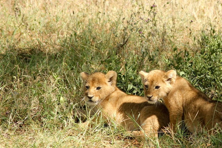 Arusha: 2-Day Lake Manyara National Park & Ngorongoro Crater 2-Day joining Safari to Tanzania National parks…