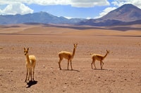 Von Arequipa, Tagesausflug nach Salinas und Aguada Blanca - Hizvo
