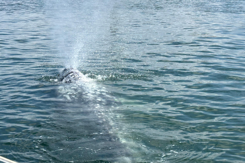 Dolphin Sightings Tour Dolphin Calling Wildlife Tour