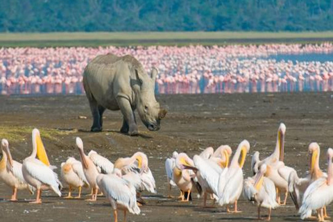 From Nairobi: 3-Day Lake Nakuru National Park Safari