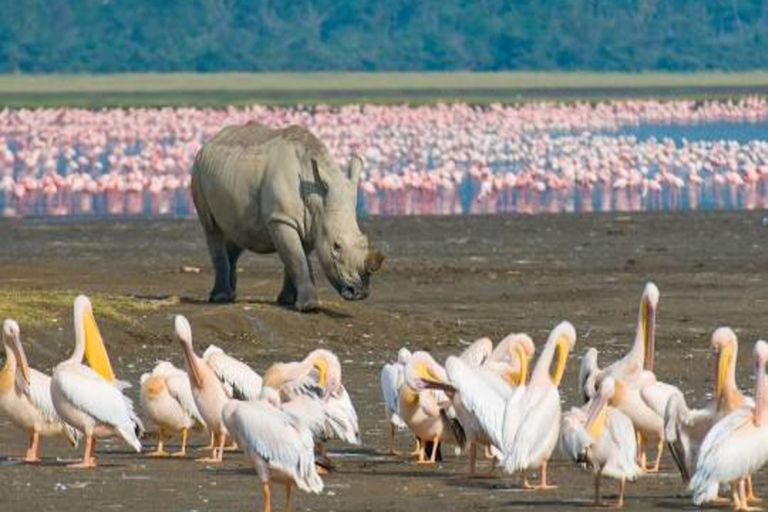 From Nairobi: 3-Day Lake Nakuru National Park Safari