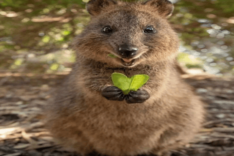 Baku: Fauna and Flora Tour