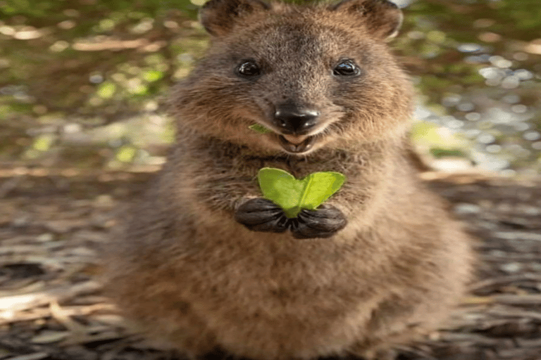 Baku: Fauna and Flora Tour