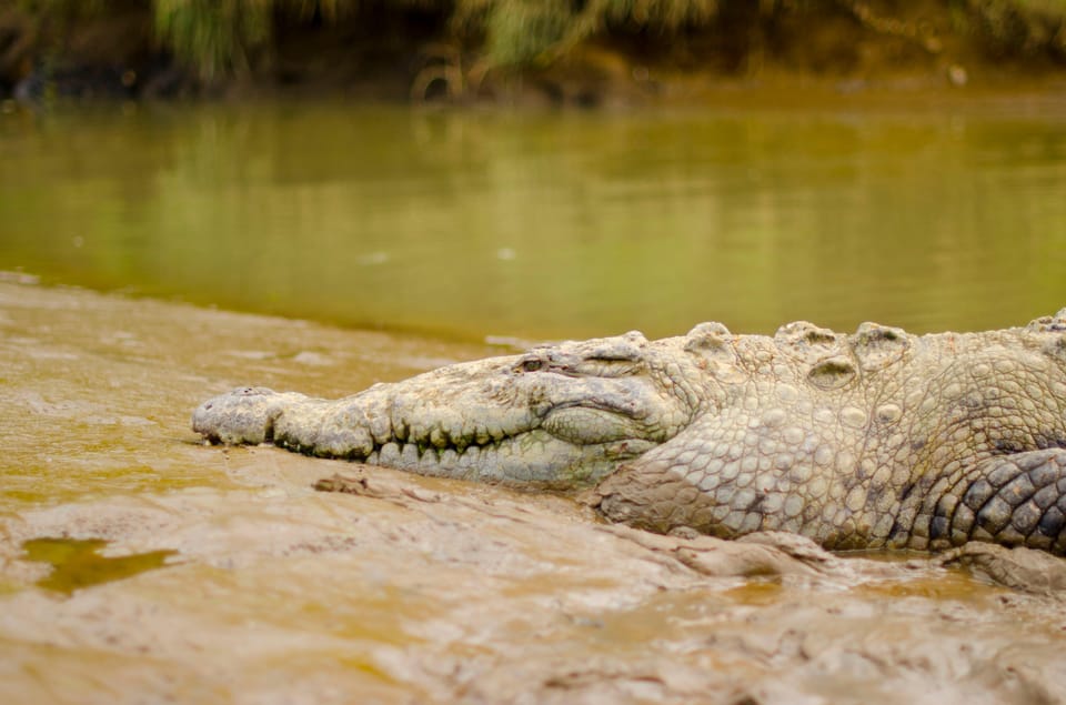 Tarcoles: Horseback Riding, Jungle River and Canopy Tour | GetYourGuide