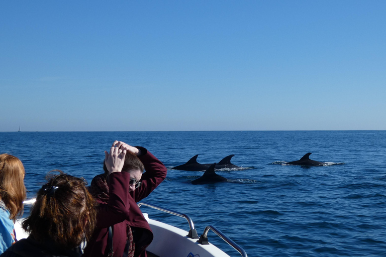 Sesimbra: Tour in barca per l&#039;osservazione dei delfini di Arrábida con biologoSesimbra: Tour in barca con biologo per l&#039;osservazione dei delfini di Arrábida