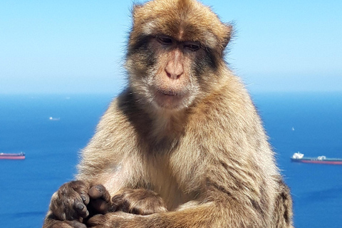 Gibraltar Sightseeing : Premium Tour with a Local Guide