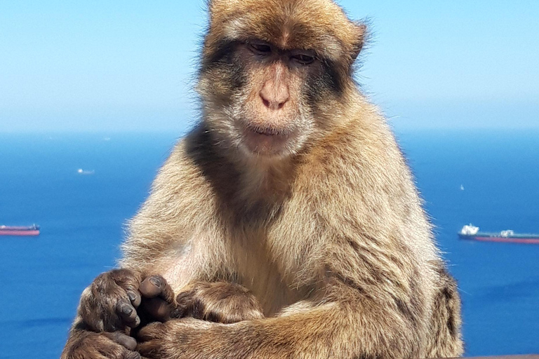 Gibraltar Sightseeing : Premium Tour with a Local Guide