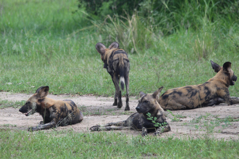 3 DAGEN SAFARI NAAR SELOUS wildreservaat (Flying Safari)DRIE DAGEN SAFARI NAAR SELOUS wildreservaat (Flying Safari)