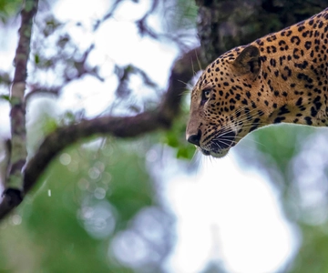 Ella: Transfer naar Mirissa/Galle/Hikkaduwa & Yala Safari Tour