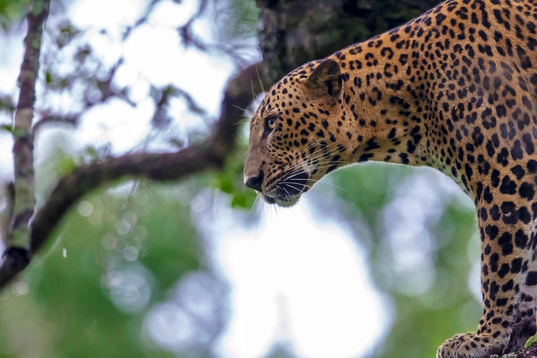 Yala National Park : Luxury Camping Adventure & Safaris Pick up from Negombo Area