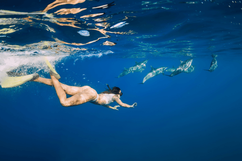 Schwimmen mit Delphinen, Insel Benitiers, Mittagessen, Abholung und RücktransferSchwimmen mit Delfin, Crystal Rock, Insel Benitiers & Mittagessen