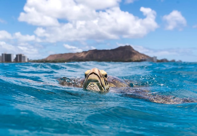 Honolulu: Turtle Snorkel Tour on Speed Boat - Small Group
