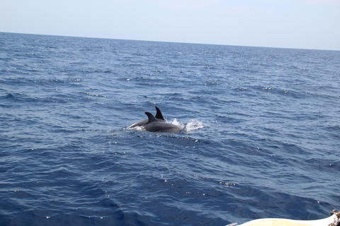 Cala d'Or: Dolphin sightseeing tour with dolphin watching Cala d'Or: Sightseeing tour with dolphin watching